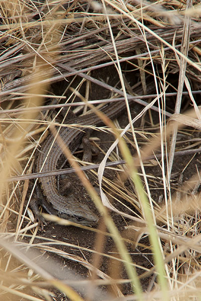 Northwestern Alligator Lizard (Elgaria coerulea principis)