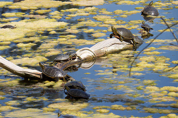 Western Painted Turtle (Chrysemys picta belli)
