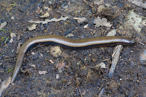 Three-toed Skink (Saiphos equalis)