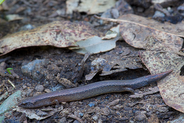 Highlands Forest-skink (Anepischetosia maccoyi)