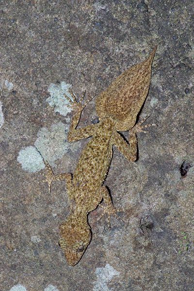 Broad-tailed Gecko (Phyllurus platurus)