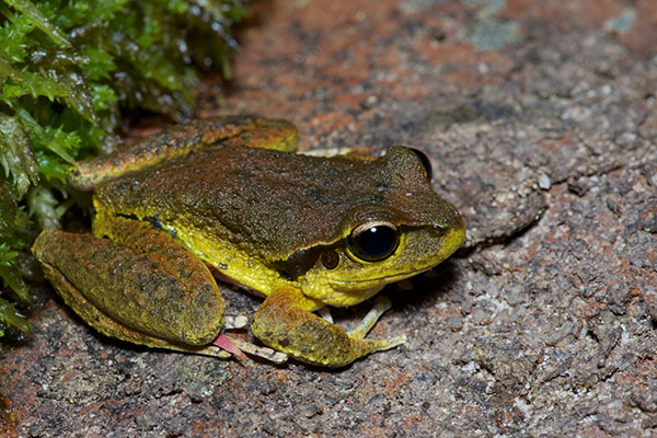 Stony Creek Frog (Ranoidea lesueuri)