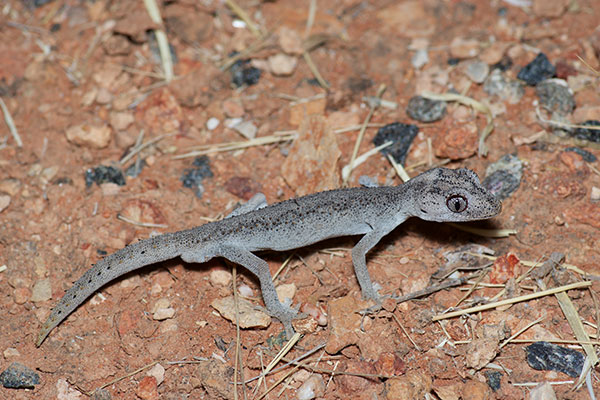 Northern Spiny-tailed Gecko (Strophurus ciliaris aberrans)