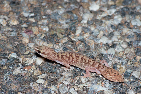 Variable Fat-tailed Gecko (Diplodactylus conspicillatus)