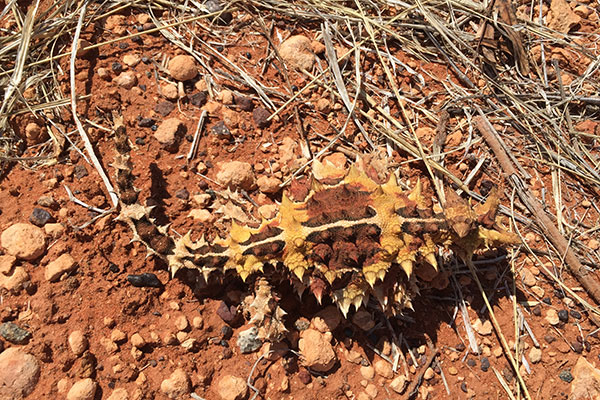 Thorny Devil (Moloch horridus)