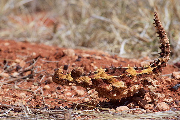 Thorny Devil (Moloch horridus)