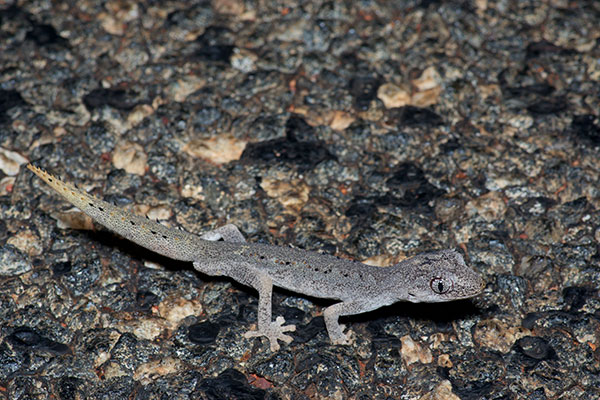 Northern Spiny-tailed Gecko (Strophurus ciliaris aberrans)