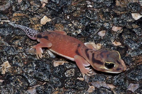 Pale Knob-tailed Gecko (Nephrurus laevissimus)