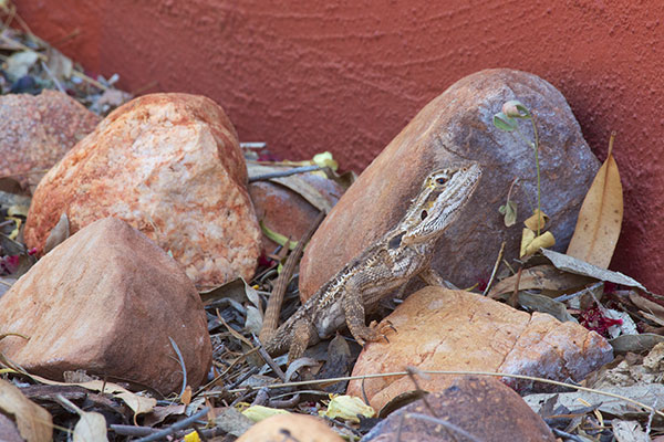 Dwarf Bearded Dragon (Pogona minor minor)