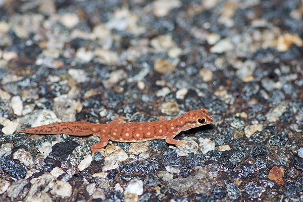 Western Beaked Gecko (Rhynchoedura ornata)