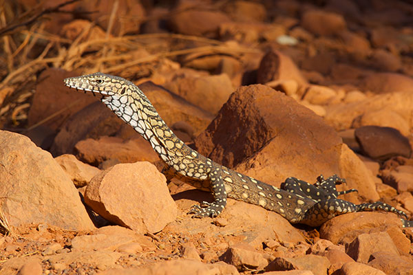 Perentie (Varanus giganteus)