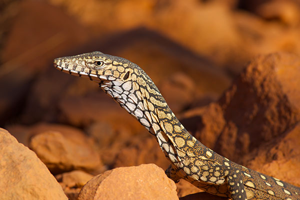 Perentie (Varanus giganteus)