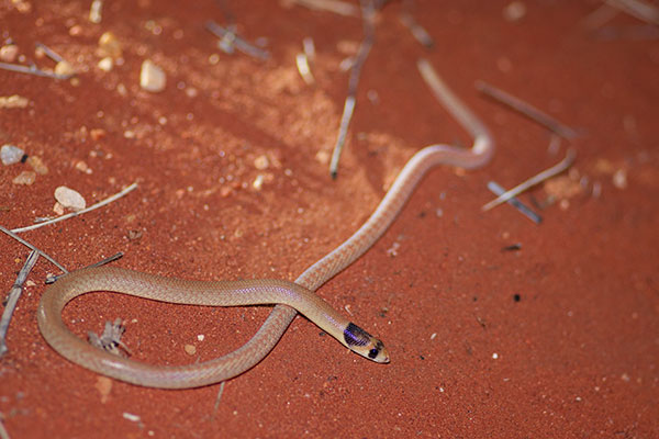 Western Hooded Scaly-foot (Pygopus nigriceps)