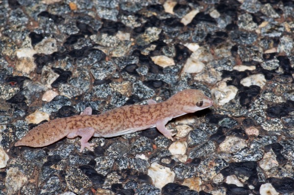 Desert Fat-tailed Gecko (Diplodactylus laevis)