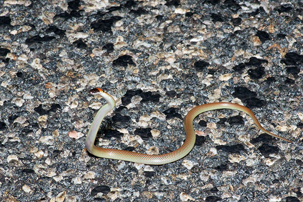 Moon Snake (Furina ornata)