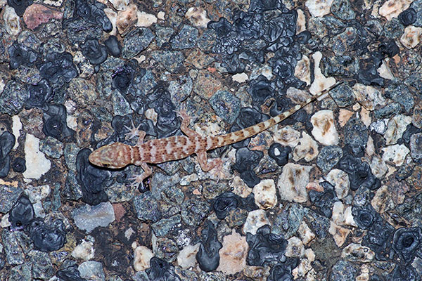 Bynoe’s Gecko (Heteronotia binoei)