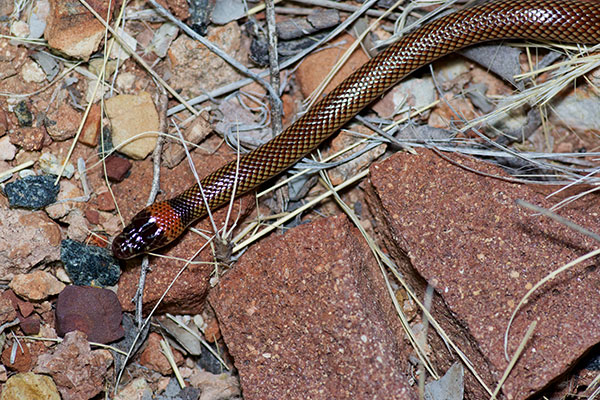 Moon Snake (Furina ornata)