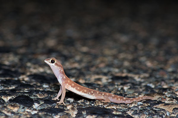 Western Beaked Gecko (Rhynchoedura ornata)