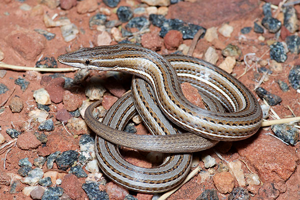 Burton’s Snake-lizard (Lialis burtonis)