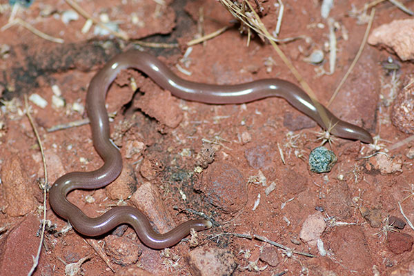 Centralian Blind Snake (Anilios centralis)