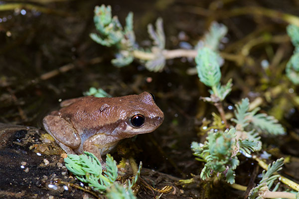 Desert Tree Frog (Litoria rubella)