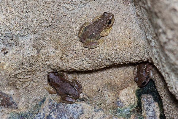 Desert Tree Frog (Litoria rubella)