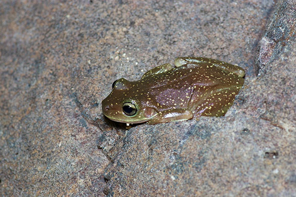 Centralian Tree Frog (Ranoidea gilleni)