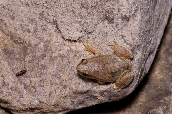 Desert Tree Frog (Litoria rubella)