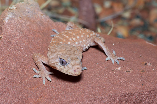 Centralian Knob-tailed Gecko (Nephrurus amyae)