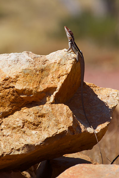 Long-nosed Dragon (Gowidon longirostris)