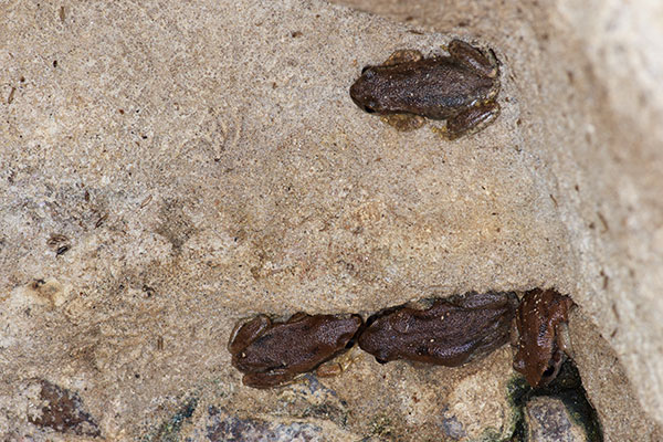 Desert Tree Frog (Litoria rubella)