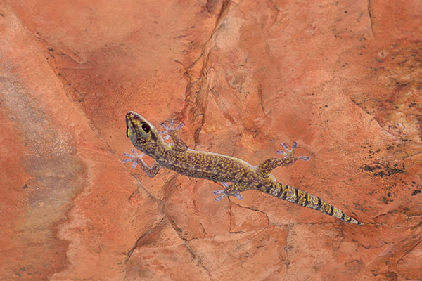 Inland Marbled Velvet Gecko (Oedura cincta)