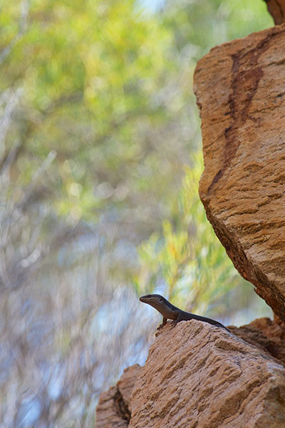 Tree Skink (Egernia striolata)