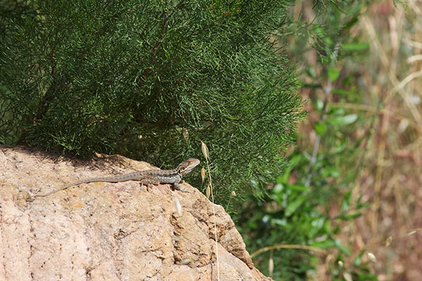 Swift Rock Dragon (Ctenophorus modestus)