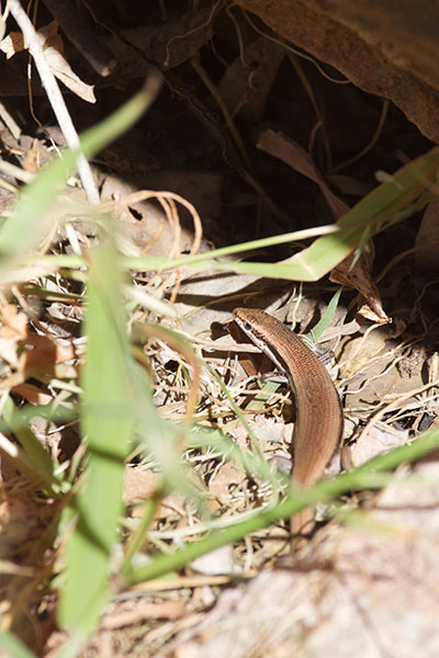 Boulenger’s Snake-eyed Skink (Morethia boulengeri)