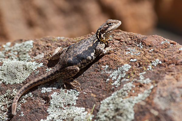 Swift Rock Dragon (Ctenophorus modestus)