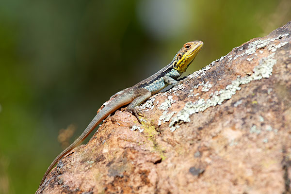 Swift Rock Dragon (Ctenophorus modestus)