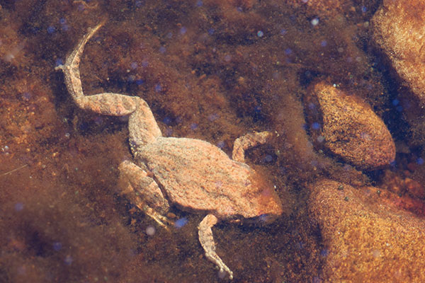 Southern Flinders Ranges Froglet (Crinia riparia)