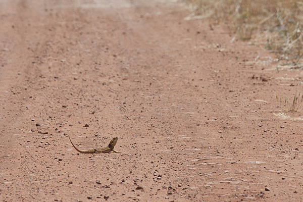 Central Bearded Dragon (Pogona vitticeps)