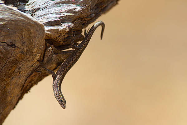 Ragged Snake-eyed Skink (Cryptoblepharus pannosus)
