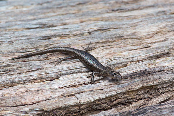 Inland Snake-eyed Skink (Cryptoblepharus australis)