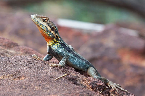 Swift Rock Dragon (Ctenophorus modestus)