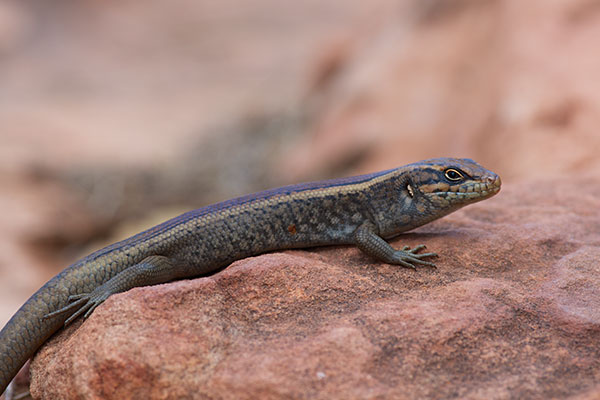 Centralian Ranges Rock-skink (Liopholis personata)