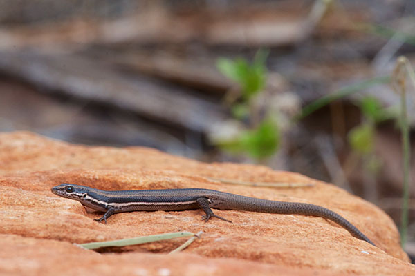 Boulenger’s Snake-eyed Skink (Morethia boulengeri)