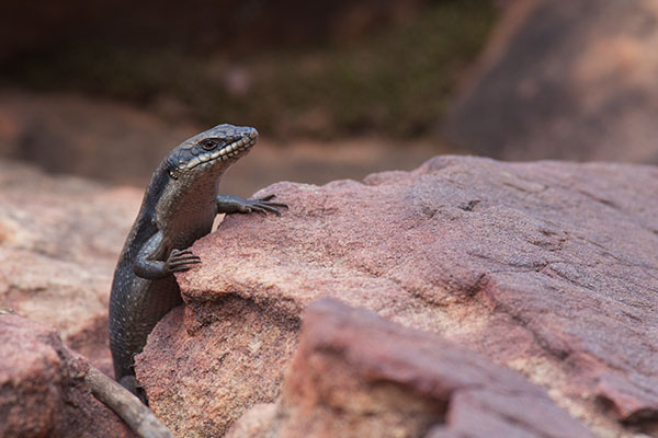 Tree Skink (Egernia striolata)