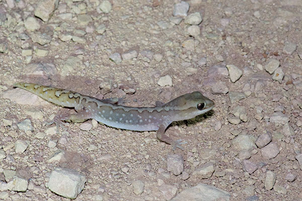 Ranges Stone Gecko (Diplodactylus furcosus)