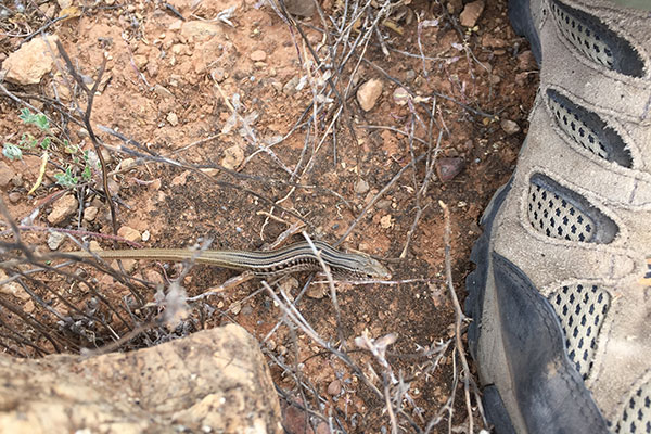 Eastern Striped Skink (Ctenotus robustus)