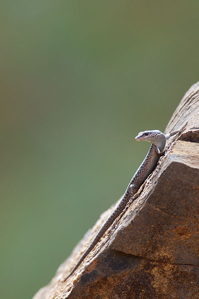 Inland Snake-eyed Skink (Cryptoblepharus australis)