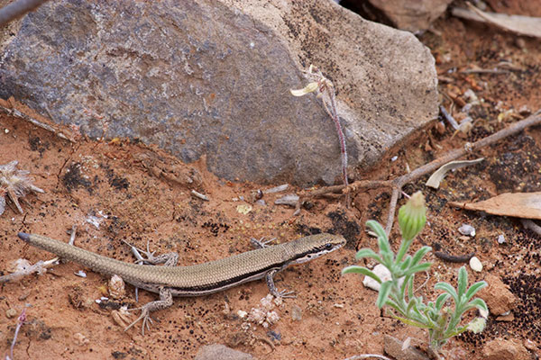 Boulenger’s Snake-eyed Skink (Morethia boulengeri)