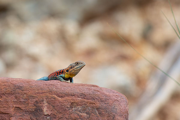 Red-barred Dragon (Ctenophorus vadnappa)